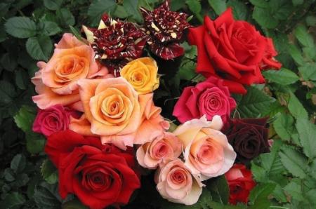 la couleur,le message par exellence